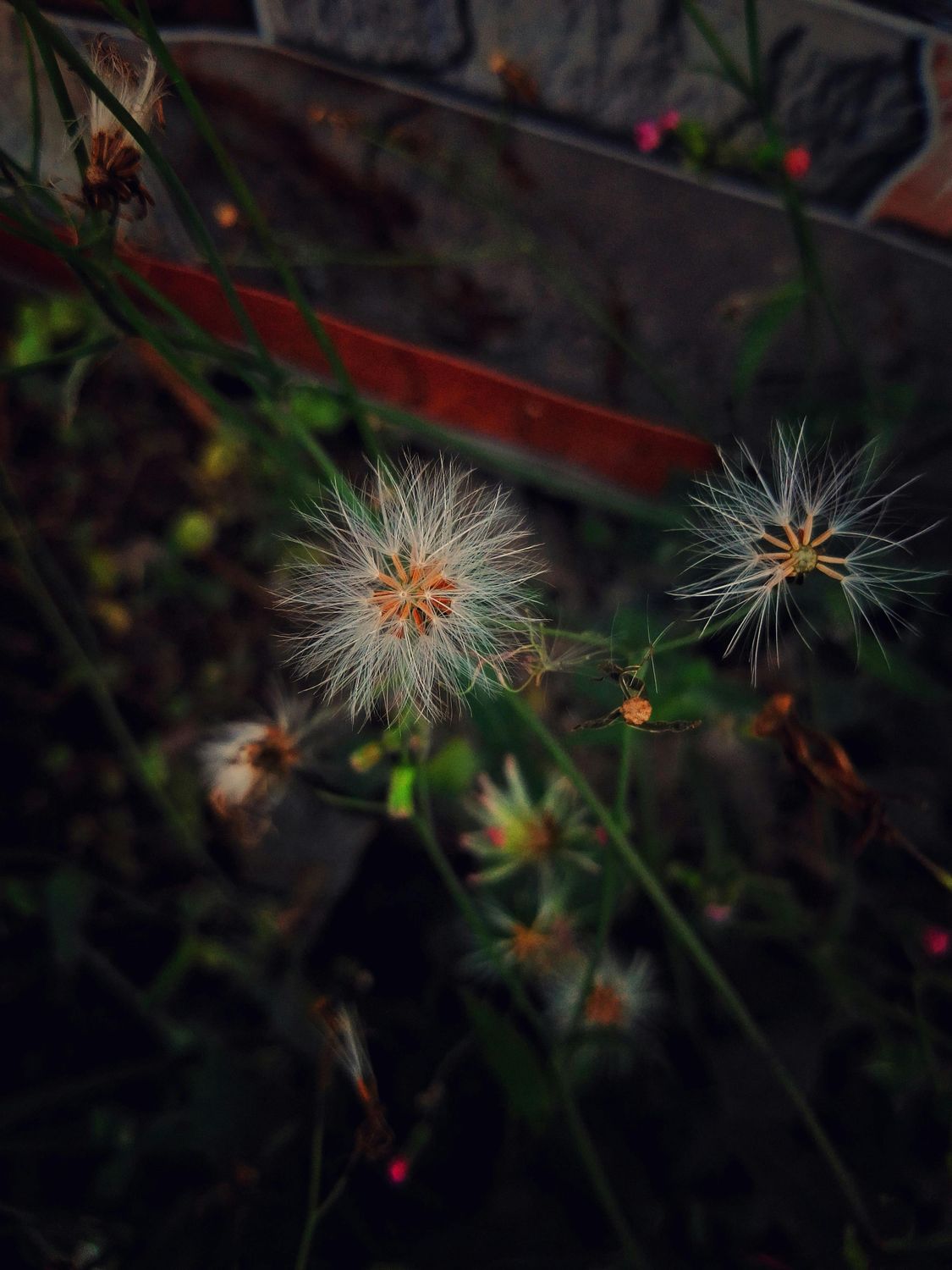 10_oviul_Botanical Silence.jpg