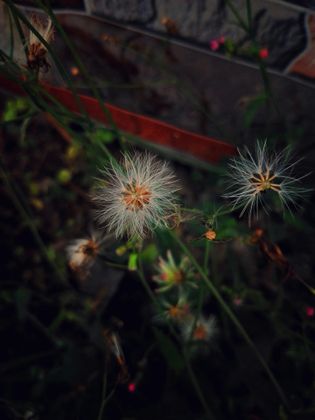 10_oviul_Botanical Silence.jpg