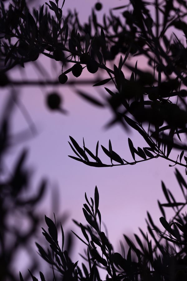 Character Building - Olive branches against purple sky_1920px.jpg