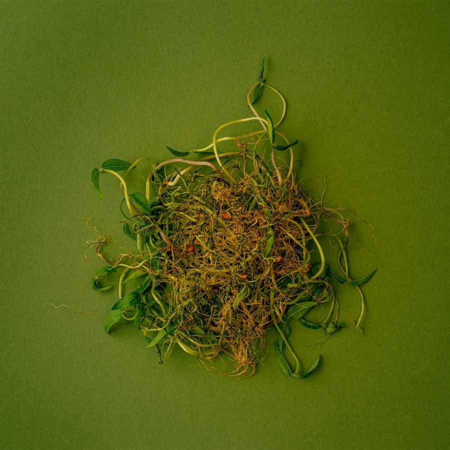 sprouts_the_silence_kat_janikowska-leett.jpg