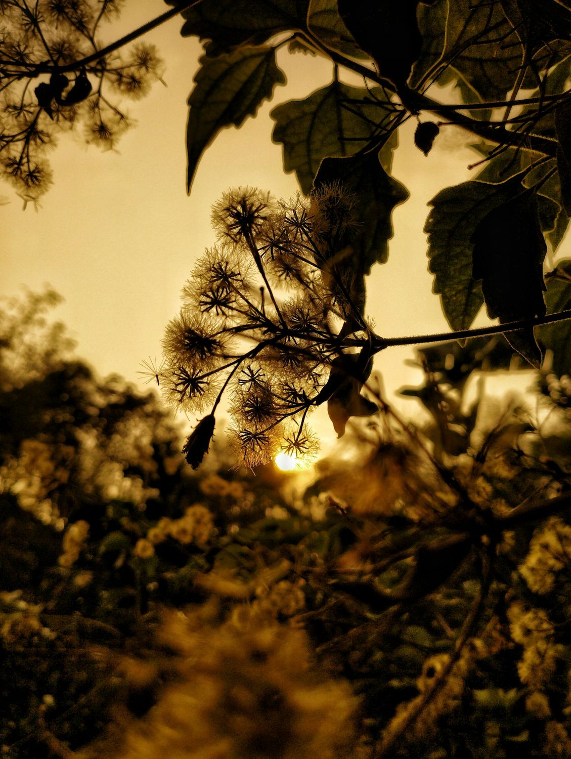 01_oviul_Botanical Silence.jpg