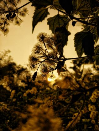 01_oviul_Botanical Silence.jpg