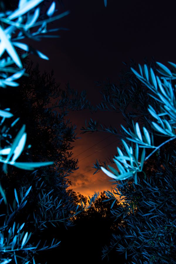 Character Building - Olive branches at sunset_1920px.jpg
