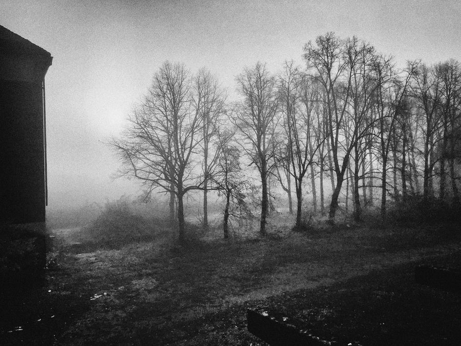 Fog trees classy_2021_2026 Kopie.jpg