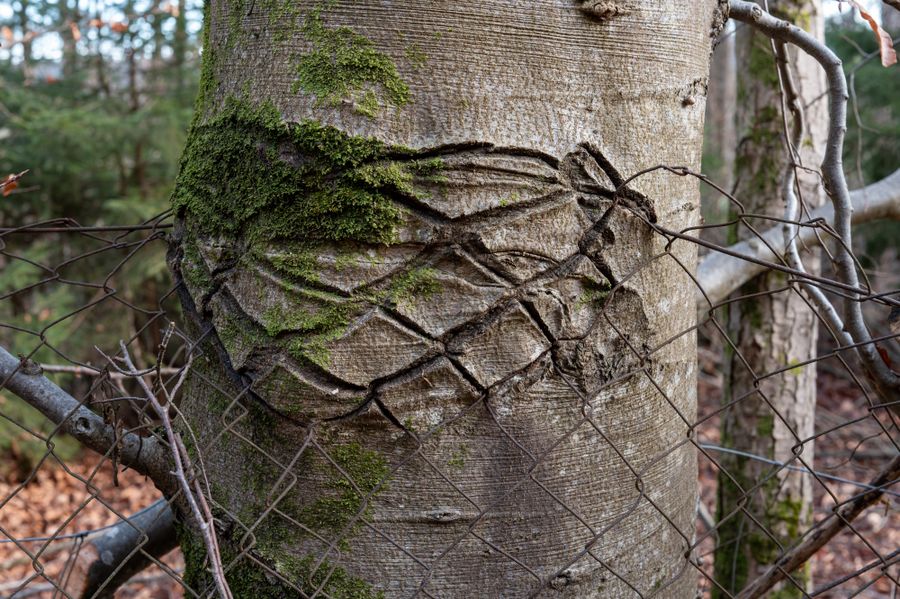 L1000590.jpg