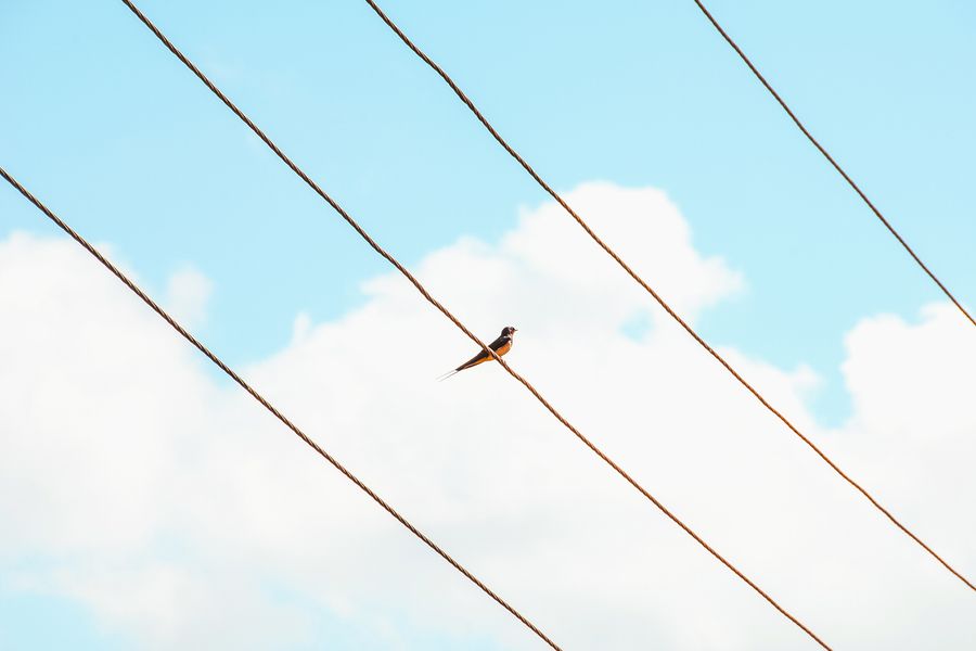BIRD_ON_THE_WIRE.jpg