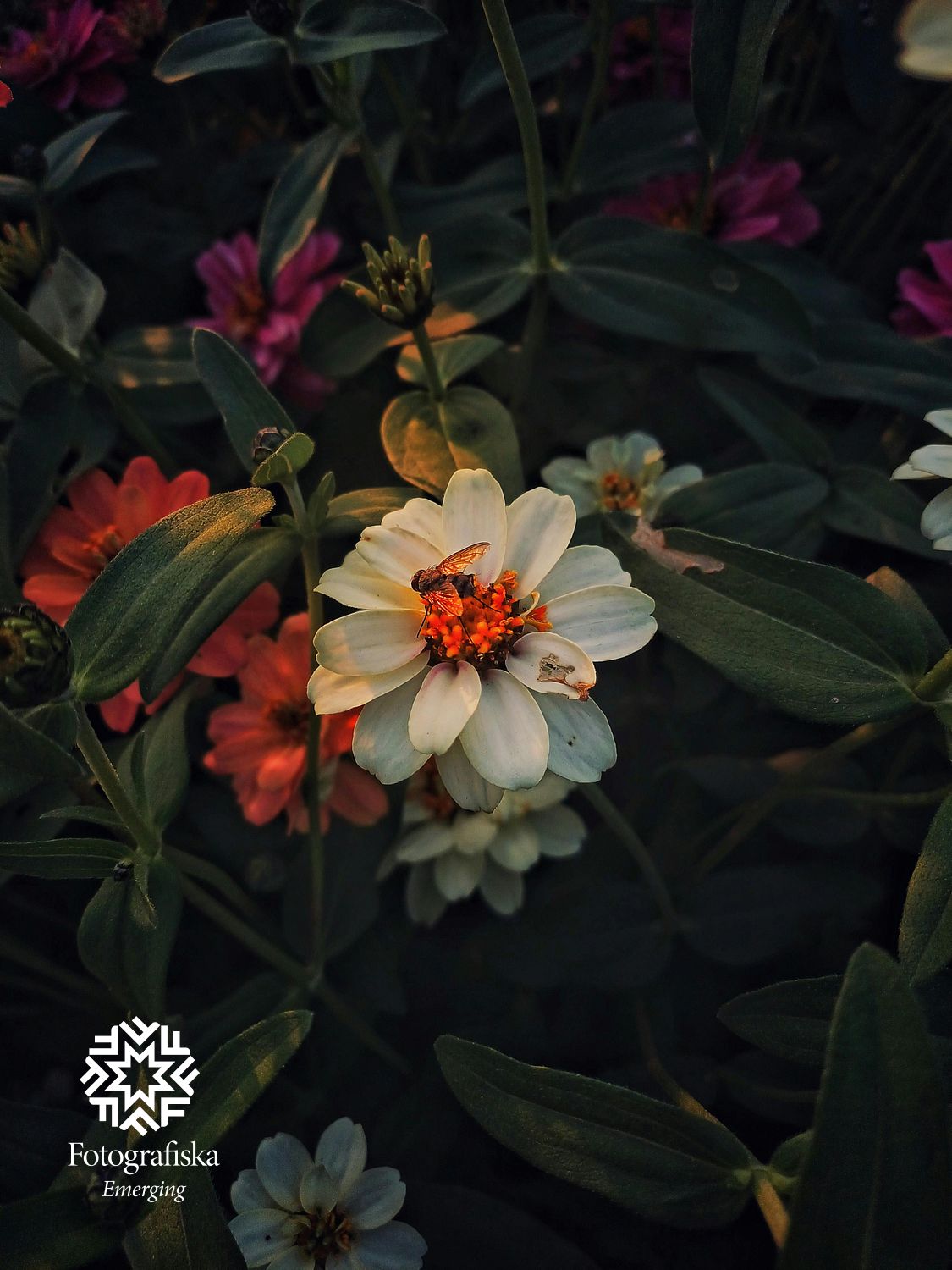 Botanical Silence-Maruf-Oviul-8.jpg