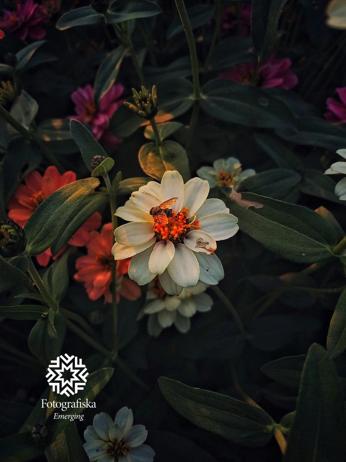 Botanical Silence-Maruf-Oviul-8.jpg