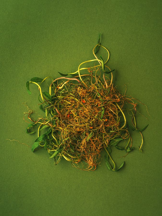 sprouts_katleett_fotografiska.jpg