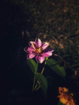 11_oviul_Botanical Silence.jpg