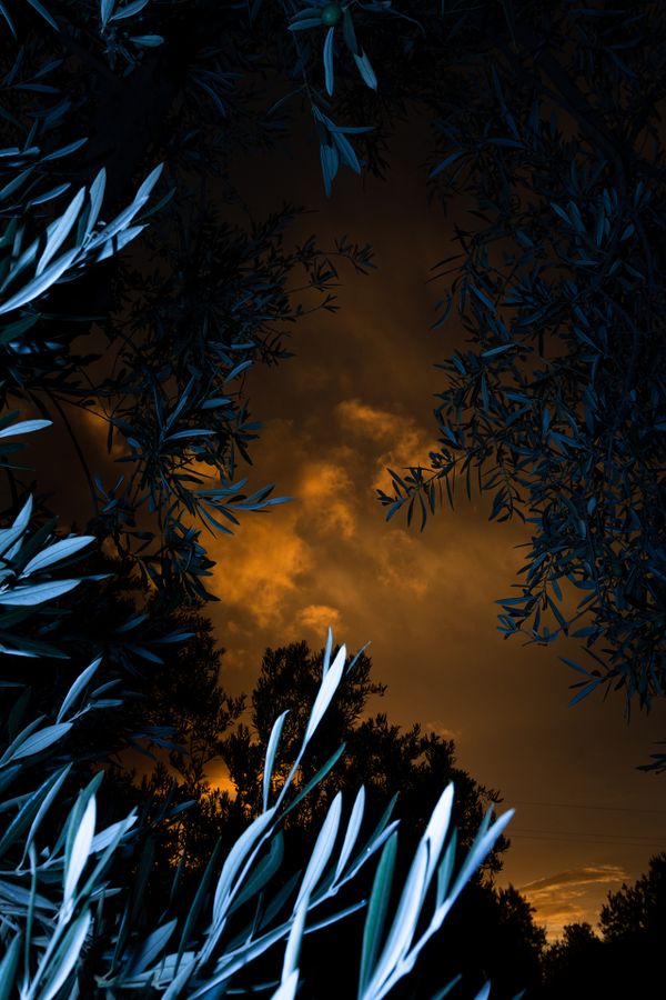Character Building - Olive tree branches against golden sky_1920px.jpg