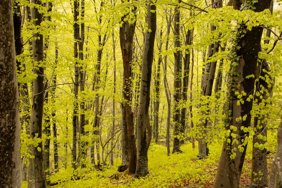 Deep Forest_IMG_2251.jpg