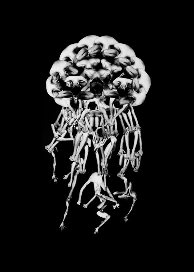 CHRYSAORA FUSCESCENS Cnidari Cnidaria. Sama.jpg