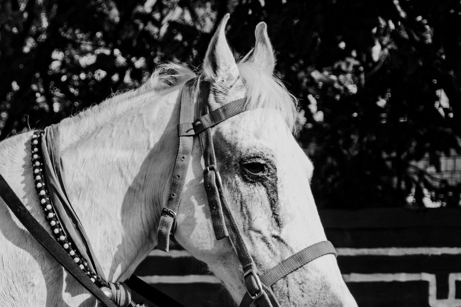 horse in india.jpg