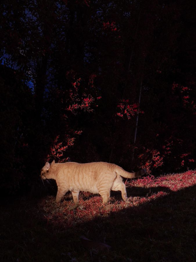 Tabby - Infrared Streets - Tommy Lei.jpg