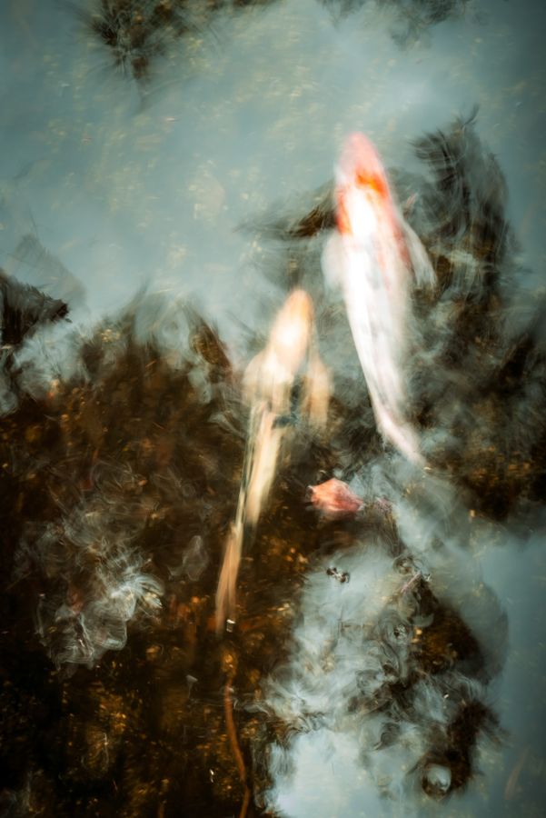 Menagerie - A Thousand Koi - Fine Art Photography - Tommy Lei.jpg
